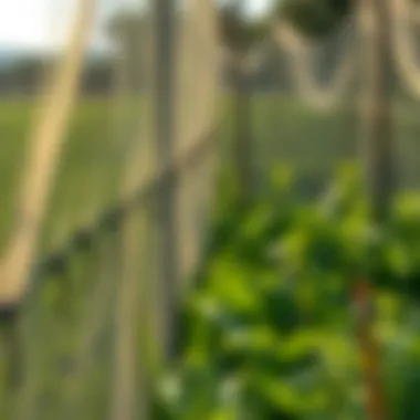 Sustaining Efficiency Through Regular Maintenance Maintenance of bird netting in an agricultural field