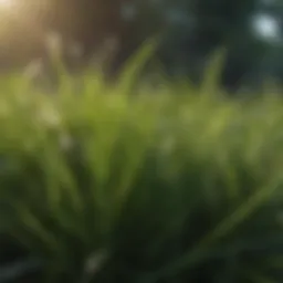 Close-up of lush green grass blades