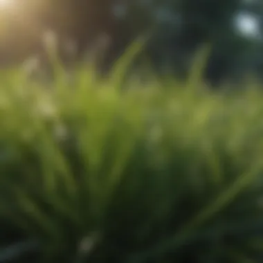 Close-up of lush green grass blades