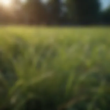Diverse types of grass samples