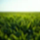 A lush green turf field showcasing various types of grass.