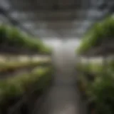 A well-organized grow tent rack with various plants thriving.