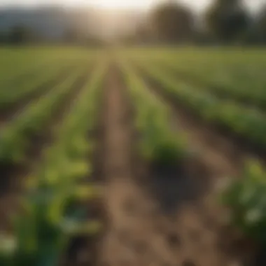 Crops Thriving with Nutritional Guidance Vibrant crops thriving under expert guidance