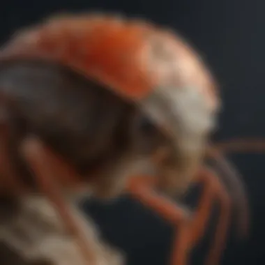 Control Strategies for Stink Bugs Effective control measures for stink bugs