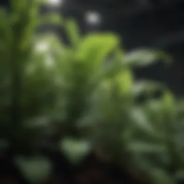 Enhanced Plant Growth Under UV Light Close-up view of UV plant grow lights illuminating green foliage