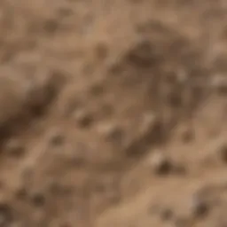 A close-up view of bentonite clay showcasing its texture and color