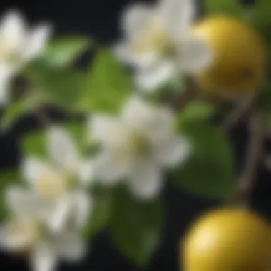 Delicate Lemon Blossoms in Bloom Close-up of lemon blossoms