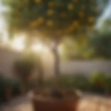 Healthy Lemon Tree Thriving in Garden Healthy lemon tree in a garden setting