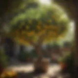 Lush lemon tree with vibrant fruits