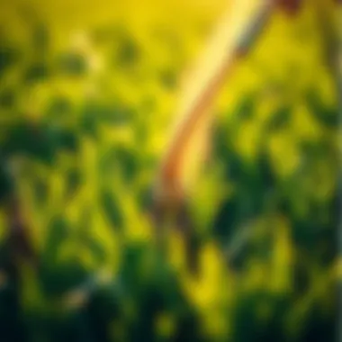 The Importance of Fertilization Fertilization application on grass