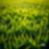 Vibrant Lawn Health Lush green lawn showcasing healthy grass