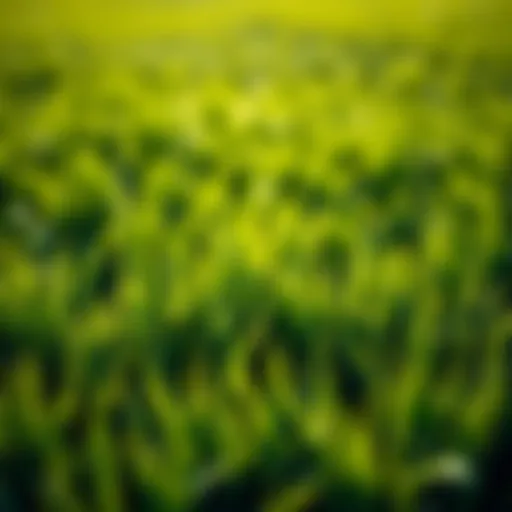 Vibrant Lawn Health Lush green lawn showcasing healthy grass