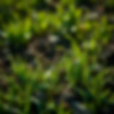 Understanding Soil Composition Soil composition analysis for optimal grass growth