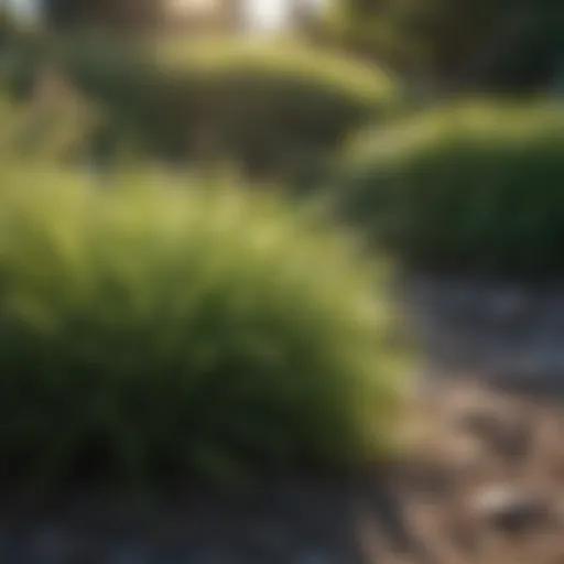 Healthy fescue grass thriving in a garden setting