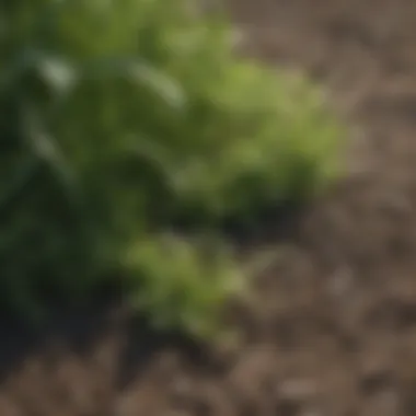 Close-up of granular weed and feed product