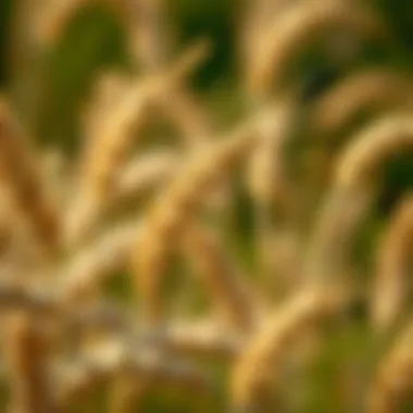 Key Influencing Factors of Wheat Prices Factors influencing wheat market dynamics