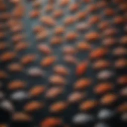 Display of various fish antibiotics available for purchase